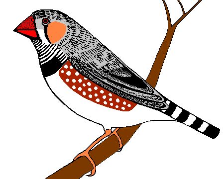 Zebra Finch logo male