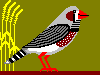 Zebrafinken-Infos