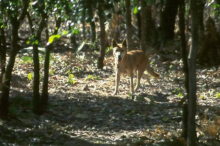 Dingo Dingo