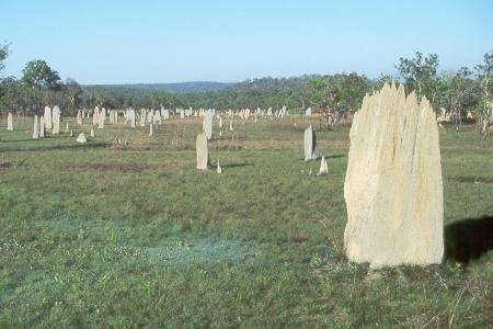 Kompa&szlig;termiten-H&uuml;gel - Magnetic Termite mounds