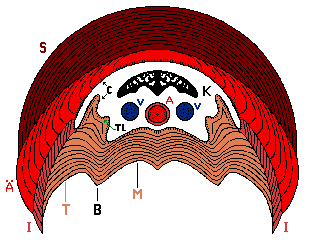 Querschnitt des Oberschnabels