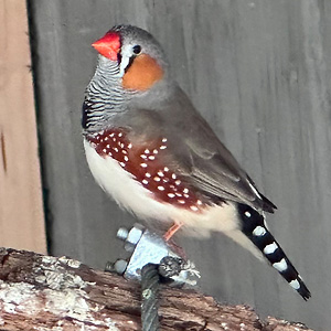 Zebrafinken-Männchen (Ellen martin, 2024) Zebrafinken-Männchen