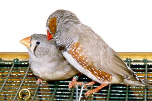Gefiederpflege / Grooming the plumage