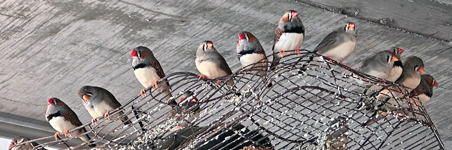 Zwerm van zebravinken Zwerm van zebravinken